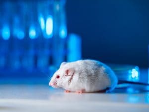 Quasi 400 mila animali sono stati usati per la sperimentazione in Italia in un anno. I dati del Ministero della Salute