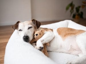 “Il cane da solo in casa soffre”: cosa c’è di vero e quando accade