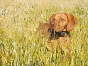 Sanzionato perché aveva messo il collare elettrico al suo cane. Ma in Italia non è vietato usarlo e si compra ovunque