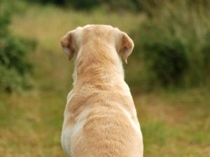 Sale a 45 il totale di cadaveri di cani a Scossicci: volontari trovano altri 17 scheletri