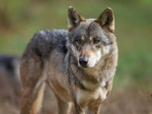 La metà dei lupi in Italia ha tracce di cane nel DNA: l’ibridazione è la vera emergenza