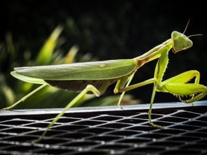 L’invasione silenziosa: come le mantidi aliene arrivate dall’Asia stanno conquistando l’Italia e l’Europa