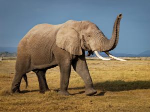 È vero che gli elefanti non sanno saltare? Perché non ci riescono