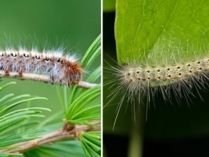 Che differenza c’è tra processionaria e bruco americano, uno solo è velenoso: come riconoscerli