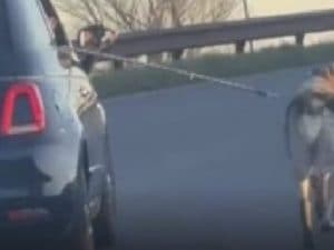 Il cane Rambo fu trascinato con la macchina per chilometri: iniziato il processo ai due imputati, un padre e un figlio