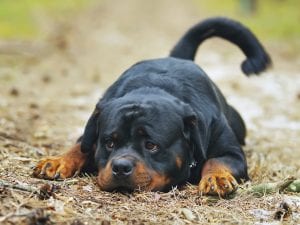 Da Satriano a Manziana: così le sentenze per morti a causa di comportamenti aggressivi dei cani non rendono giustizia a nessuno