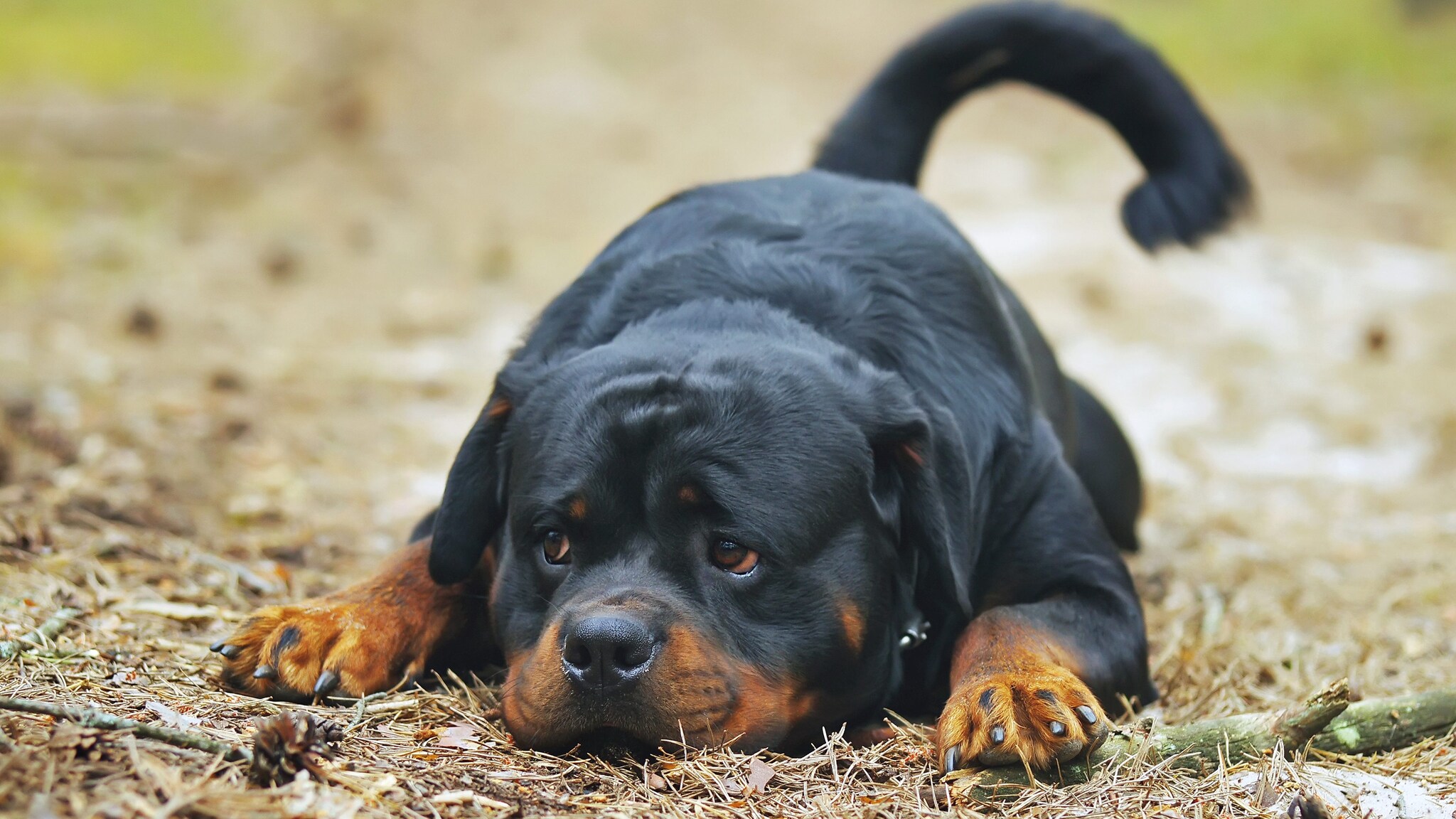 Da Satriano a Manziana: così le sentenze non rendono giustizia a nessuno, né cani né umani