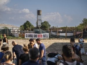 Chi vuole adottare i cinghiali della Sfattoria degli ultimi? La Regione li cede: “Abituati al contatto dell’uomo”