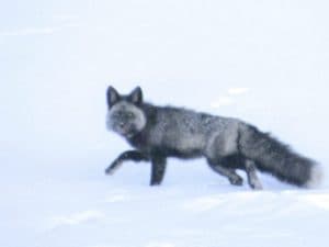 Le meravigliose immagini del rilascio di una volpe rossa in California: ne esistono solo 50 in natura