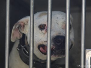 Combattimenti clandestini tra cani: a Salerno il convegno per fermare un fenomeno ancora diffuso, ma poco visibile