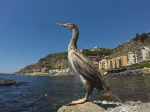 Scoperta la tecnica di caccia del marangone, l’uccello marino che tende agguati sott’acqua: sfrutta rocce e fondale