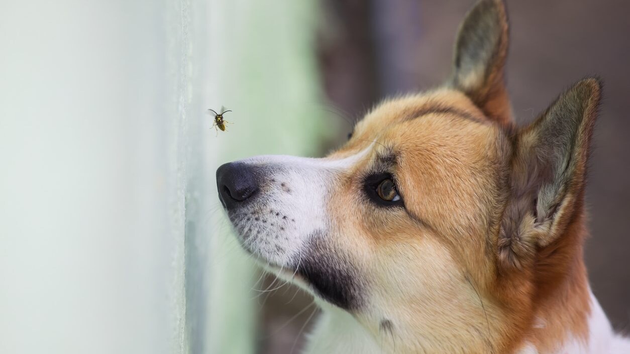 Non solo processionaria: quali sono gli insetti velenosi per il cane
