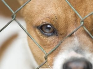 La relazione speciale tra cani e detenuti, l’autrice dello studio: “Il cane è stato un ponte sicuro, un confidente silenzioso che non giudica”