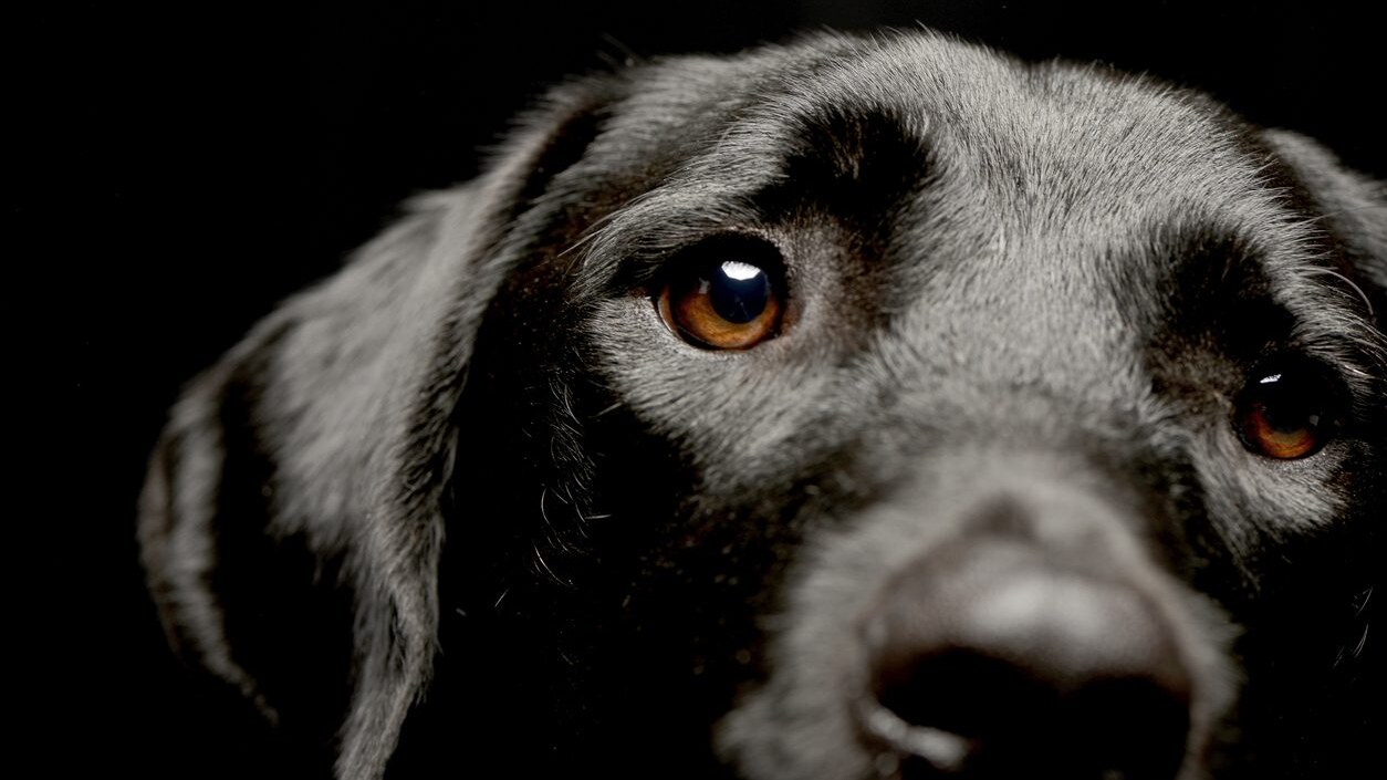 Perché il tuo cane capisce cosa può o non può fare anche senza dirgli “si” o “no”: sa interpretare la voce umana