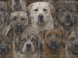 DDL 1572 sui cani pericolosi in Senato: nasce la pagina “I cani ignoranti” contro i pregiudizi. “Spingiamo le persone a informarsi prima di adottare”