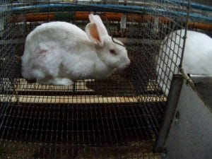 Allevamento intensivo di conigli in Veneto, Essere Animali chiede di vietare le gabbie: il video dell’inchiesta