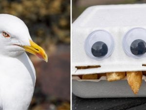 Come salvare il pranzo dai gabbiani: basta disegnarci degli occhi finti