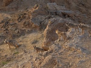 Iene e lupi fotografati insieme nel deserto del Negev: l’etologia di una possibile alleanza tra grandi predatori