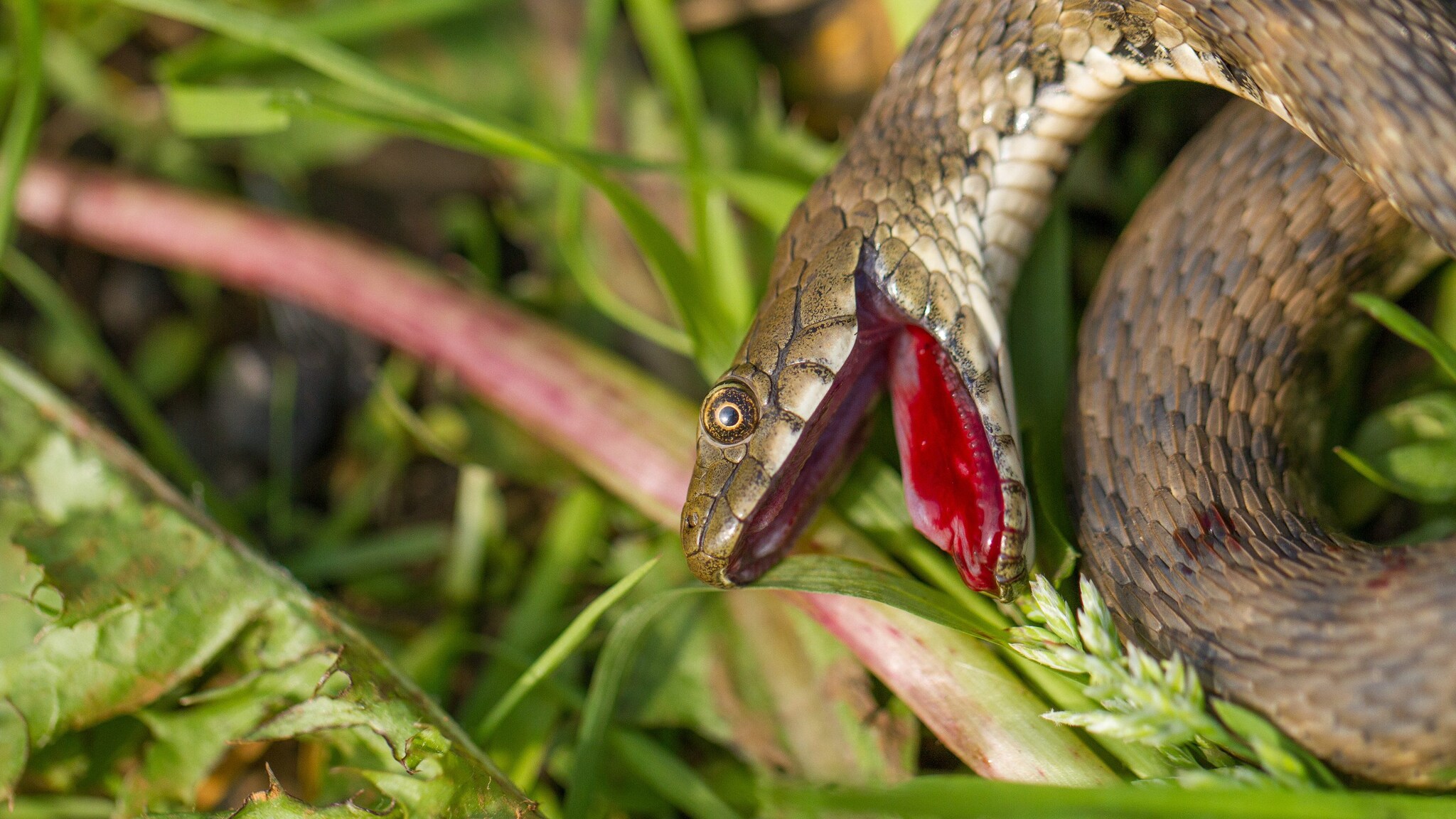 Perché alcuni animali si fingono morti: dagli opossum ai serpenti, chi sono quelli che ricorrono alla tanatosi