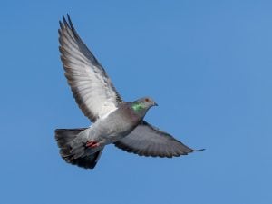 Scoperta la funzione magnetica del fegato dei piccioni