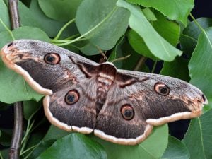 La saturnia del pero è la falena più grande in Europa con un’apertura alare di oltre 15 cm: dove vederla in Italia
