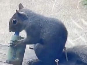 Il video degli scoiattoli che “svapano” a Londra: “Sono attratti dalle sigarette elettroniche alla frutta”