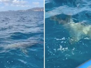 Un grosso squalo avvistato durante una regata a Maiorca: forse un mako (o uno squalo bianco)