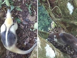 Il bagno pubblico più affollato della foresta è un singolo albero: tanti animali diversi lo usano per i propri bisogni