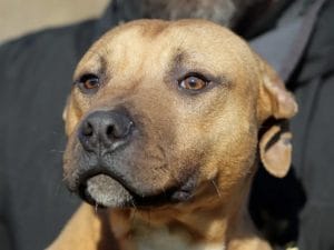 Lotta ai combattimenti tra cani: a Salerno il 27 marzo il convegno di Cave Canem e Humane Worlds for Animals
