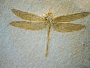 Insetti giganti del passato, l’ossigeno non basta a spiegarli: l’assenza di predatori ha favorito il gigantismo