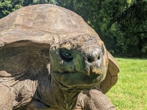 La bufala sulla morte di Jonathan, la tartaruga più anziana del mondo che vive a Sant’Elena