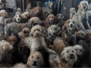 250 cani ammassati in una casa, l’episodio di animal hoarding nel Regno Unito . I volontari: “Sono immagini reali non fatte con l’IA”
