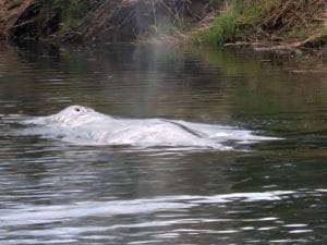 Trovata morta la balena grigia che aveva risalito un fiume nello stato di Washington