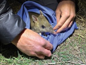 Dall’estinzione in natura alla rinascita, il ritorno del bandicoot fasciato orientale in Australia