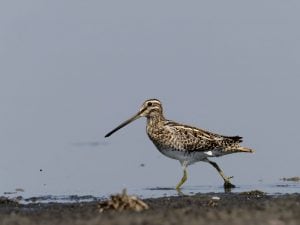 Al Parco Nazionale del Matese cani da ferma per la caccia al beccaccino. Le associazioni: “A rischio specie rare” e l’evento viene fermato