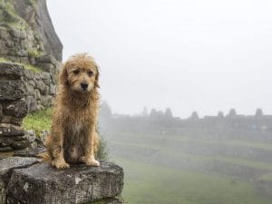 I Maya commerciavano cani di razza: i risultati di uno studio in due siti archeologici in Chiapas