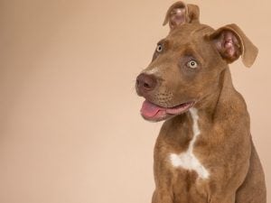 Anche dal Friuli Venezia Giulia una proposta di legge nazionale per un patentino obbligatorio per determinate tipologie di cani