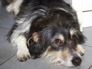 LOY-002, la pillola sperimentale che promette di rallentare l’invecchiamento dei cani: tra speranza e dubbi etici