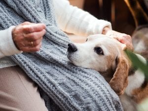 Osservare il proprio cane può aiutare a prevenire le sue malattie: la scoperta in uno studio recente