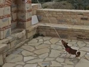 Un cane suona le campane di una chiesa a Creta tirando le corde, la spiegazione etologica del video virale