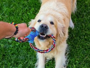 Giocare con il cane è importante: secondo un nuovo studio svedese rinforza il legame e la comprensione reciproca