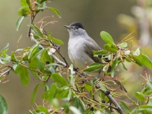 La capinera, l’uccello cenerino che si può trovare nei parchi e nei giardini italiani