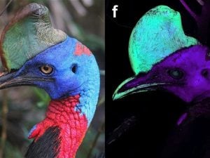 L’uccello “più pericoloso del mondo” ha anche una cresta fluorescente che si illumina ai raggi UV