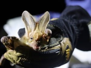Il pipistrello fantasma usa dialetti diversi tra le colonie: uno studio ipotizza una forma di cultura