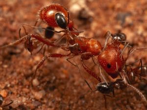 In Arizona scoperta la prima formica “pulitrice”: fa grooming su un’altra specie come i pesci pulitori