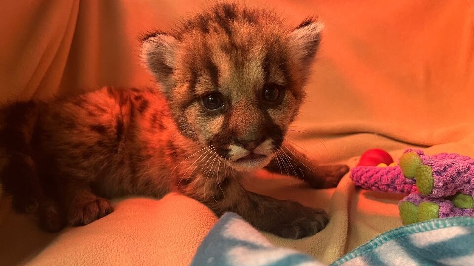 California, cucciolo di puma di tre settimane trovato solo in montagna: salvato e affidato a uno zoo