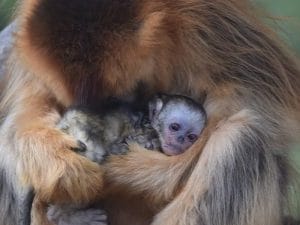 In Francia nasce il primo rinopiteco dorato fuori dall’Asia: la scimmia dal muso azzurro è a rischio estinzione