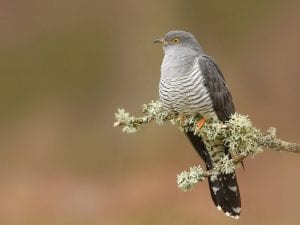 Telecamere nei nidi svelano le strategie del cuculo, gli ornitologi: “Non trasporta le uova col becco”