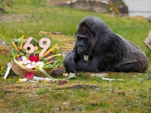 Fatou, la gorilla più anziana del mondo in cattività, compie 69 anni allo Zoo di Berlino