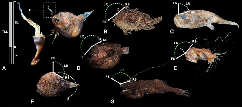 Rane Pescatrici L esca Luminosa Non Serve Solo Per Cacciare Aiuta I Rane Pescatrici L esca Luminosa Non Serve Solo Per Cacciare Aiuta I